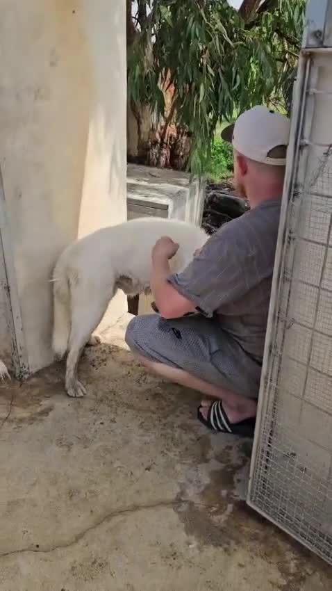 Husky cani in regalo: Zeus: giovane Siberian Husky socievole con tutti  - Video 1