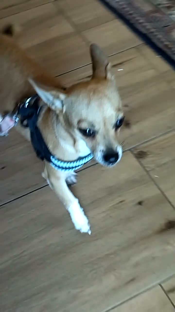Meticcio cani in regalo: CAGNOLINA 4,5 kg - Video 1