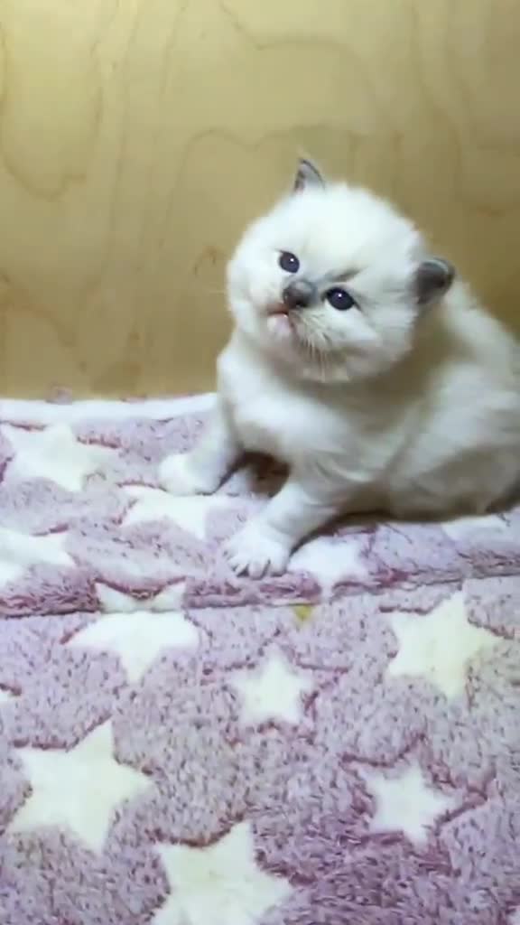 Ragdoll gatti in vendita: Adorabili Cuccioli Ragdoll - Video 1