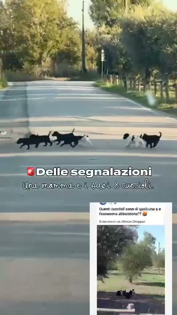 Meticcio cani in regalo: Carrie: 2 mesi taglia contenuta  - Video 5