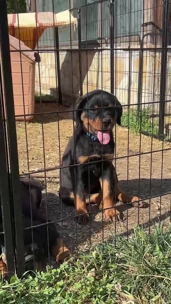 Rottweiler cani in vendita: Cuccioli Rottweiler  - Video 1
