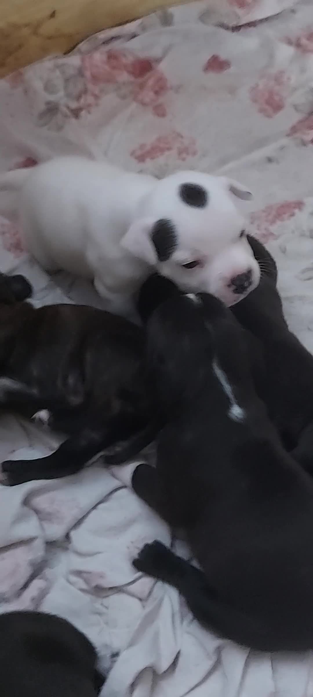Staffordshire cani in vendita: STAFFORDSHIRE BULL TERRIER  - Video 1