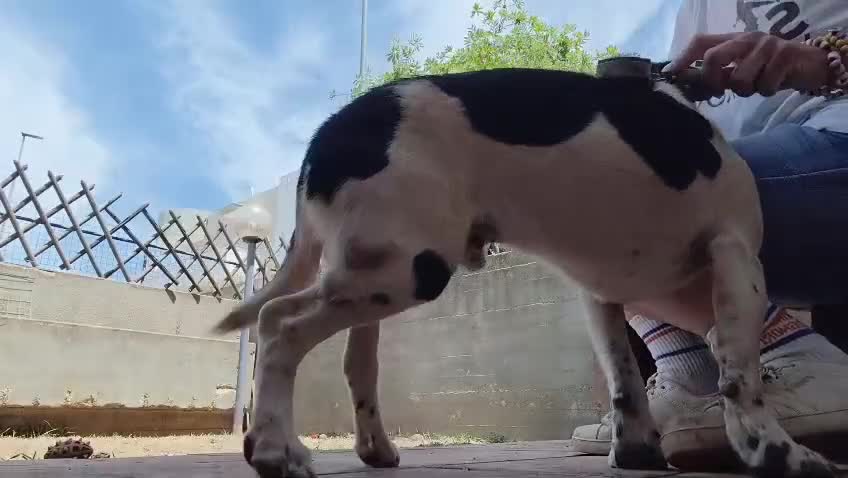 Meticcio cani in regalo: Tommy 12 kg di bontà e simpatia - Video 1