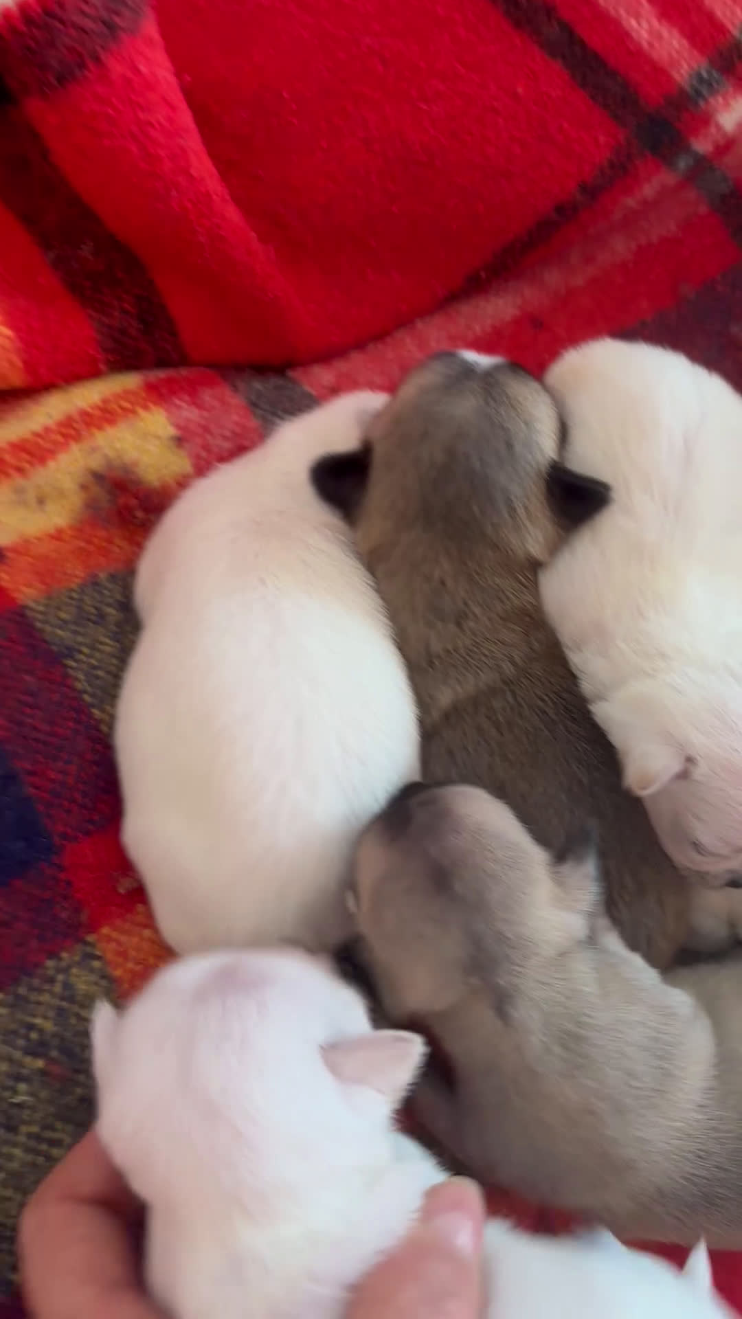 Chihuahua cani in vendita: Cuccioli chihuahua con pedigree  - Video 1