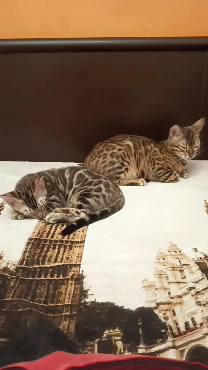 Bengala gatti in vendita: la meraviglia di Selected Breed 🥰 - Video 3