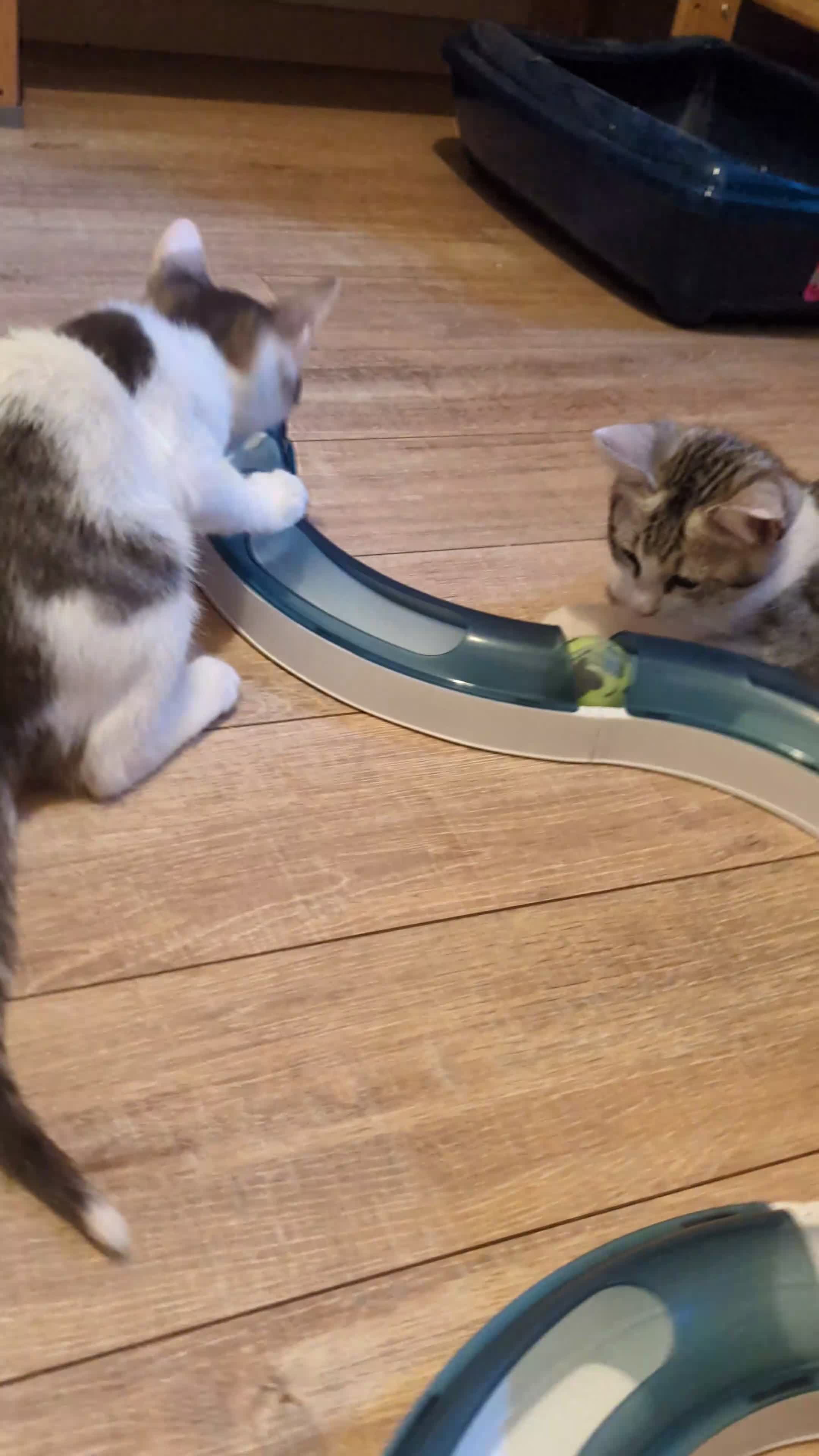 Meticcio gatti in regalo: Quattro gattini stupendi cercano casa - Video 2