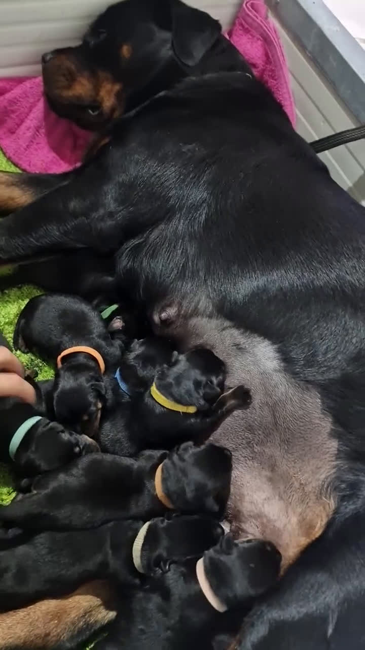 Rottweiler cani in vendita: Cuccioli Disponibili Allevamento Rottweiler  - Video 2