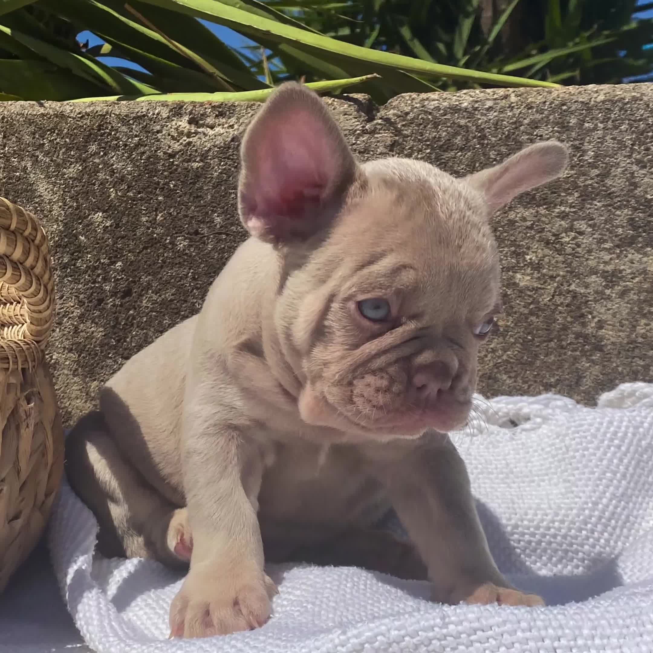 Bulldog Francese cani in vendita: Splendidi cuccioli Bulldog Francese a Provincia di Taranto - Video 1