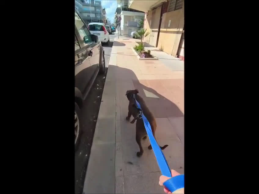 Pitbull cani in regalo: Jago aspetta ancora il suo riscatto  a Città Metropolitana di Bari - Video 5