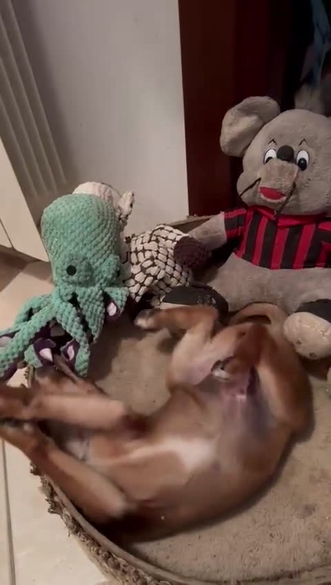 Meticcio cani in regalo: ORNELLA 🩷 -cucciola, dolcezza fatta a cagnolina😍 - Video 1