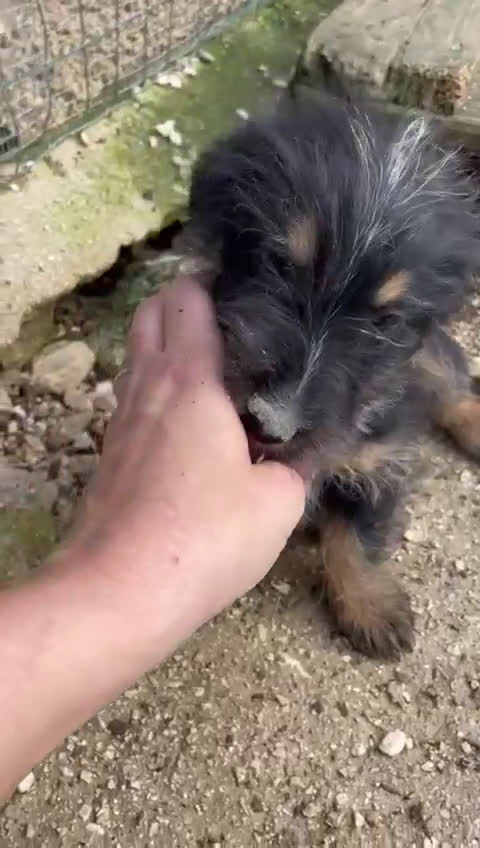 Meticcio cani in regalo: DIAMANTE ASPETTA TE - Video 1