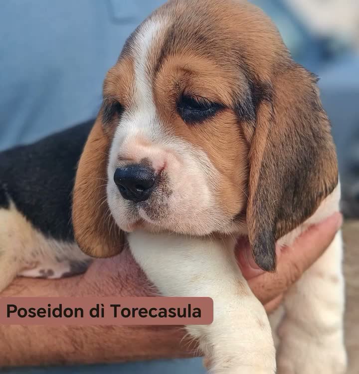 Beagle cani in vendita: Cuccioli di Beagle taglia piccola in standard  a Città metropolitana di Sassari - Video 1