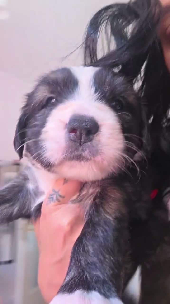 Meticcio cani in regalo: Regalasi cucciole di  due mesi  - Video 1