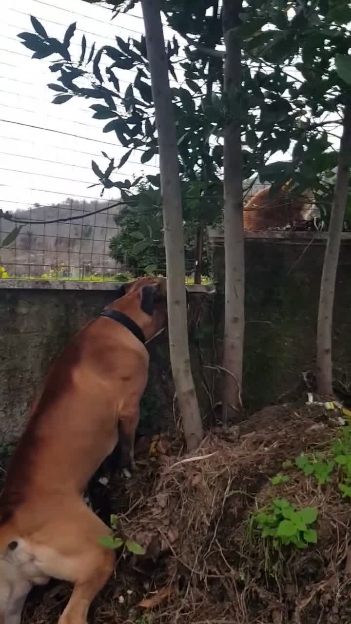 Boxer cani in regalo: Leon  - Video 2