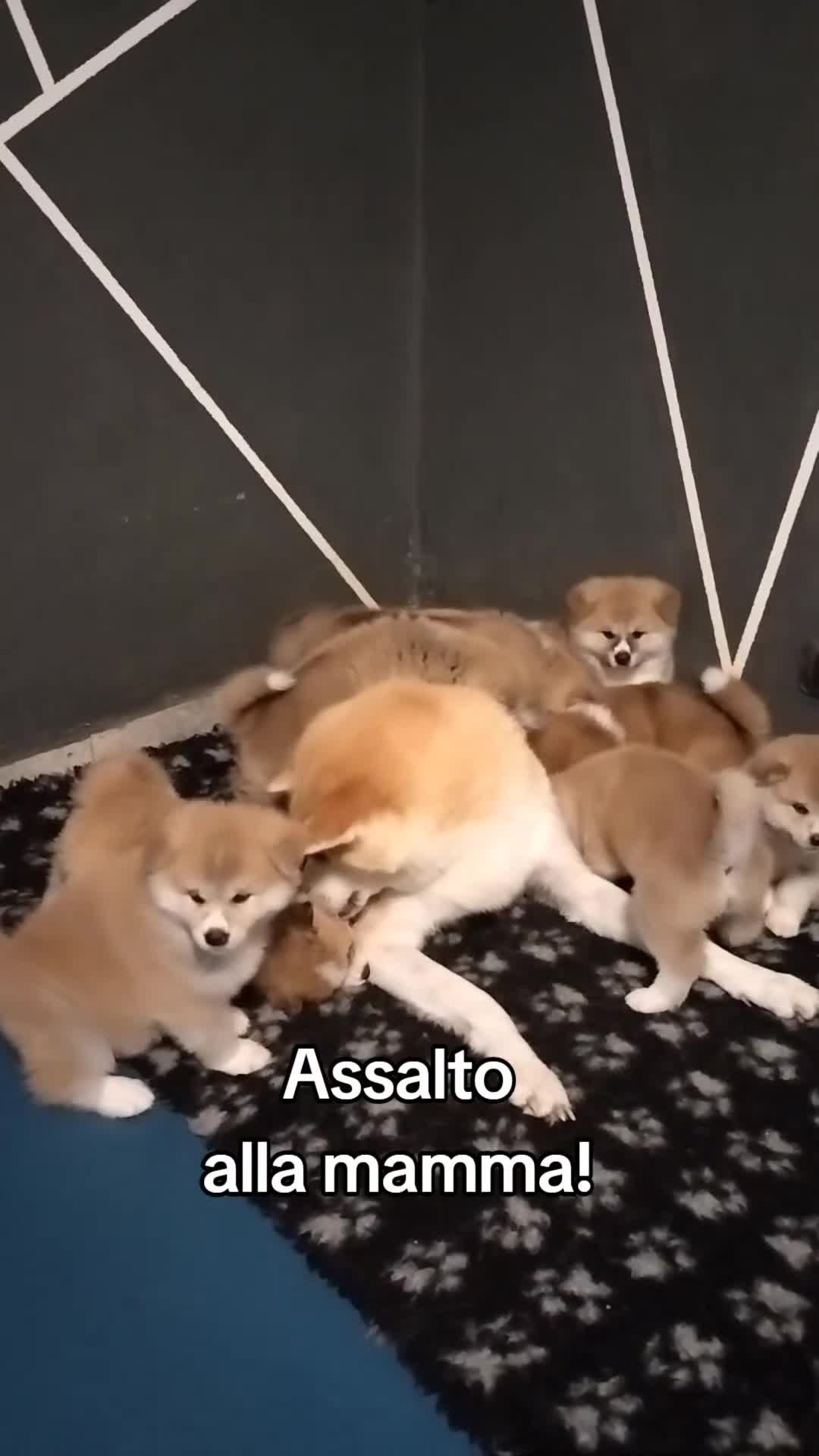 Akita Inu cani in vendita: CUCCIOLI DI AKITA LOMBARDIA - Video 4