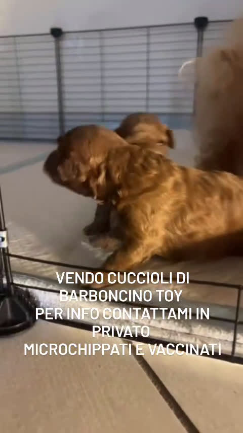 Barboncino Toy cani in vendita: VENDO CUCCIOLI DI BARBONCINO TOY - Video 1