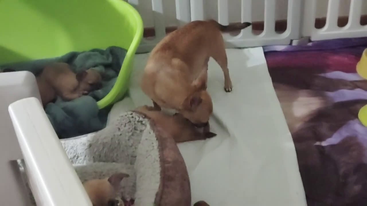 Chihuahua cani in vendita: Cuccioli di chihuahua  - Video 2