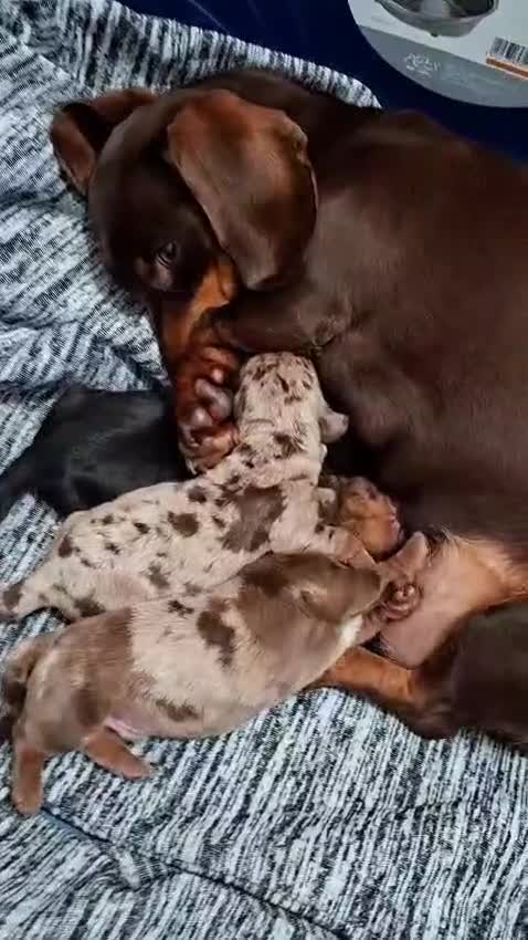 Bassotto cani in vendita: Bassotto tedesco futura taglia nana/kaninchen a Città metropolitana di Palermo - Video 1