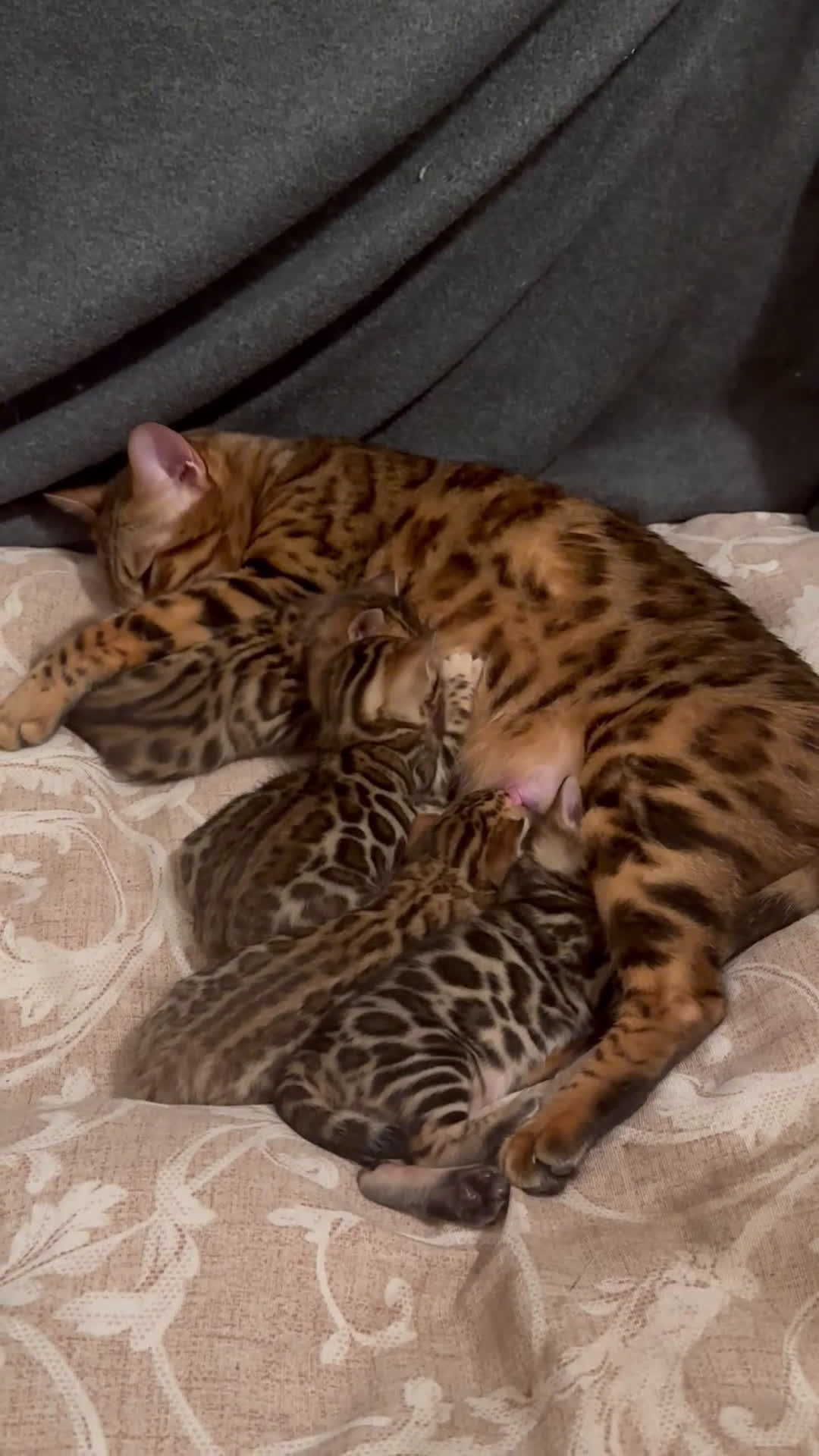 Bengala gatti in vendita: Bengala cuccioli - Video 1