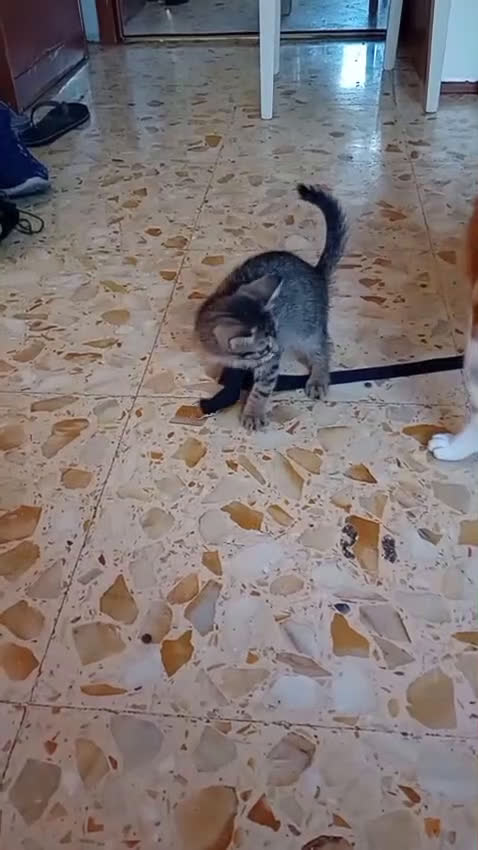 Meticcio cani in regalo: SOS DOLCE NEMO - Video 2