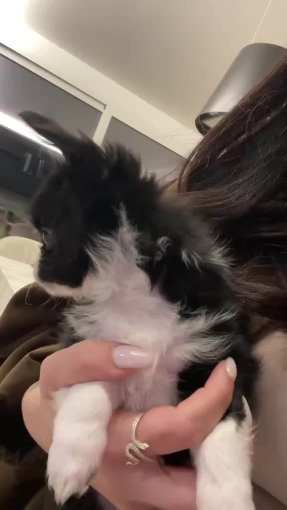 Chihuahua cani in vendita: Chihuahua pedigree  - Video 1