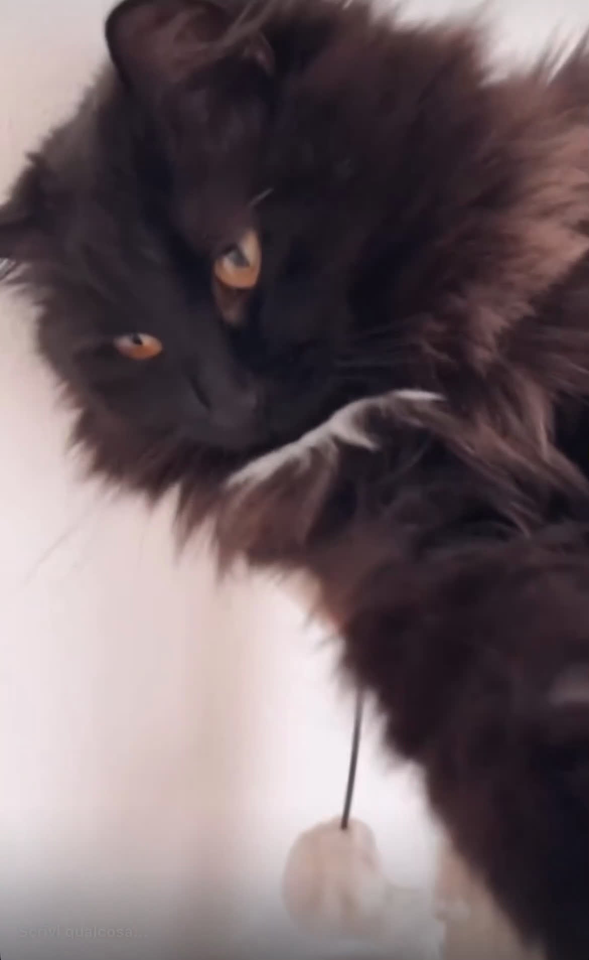 Europeo gatti in vendita: Alma e Pepe cercano nuova famiglia a Città Metropolitana di Bologna - Video 1