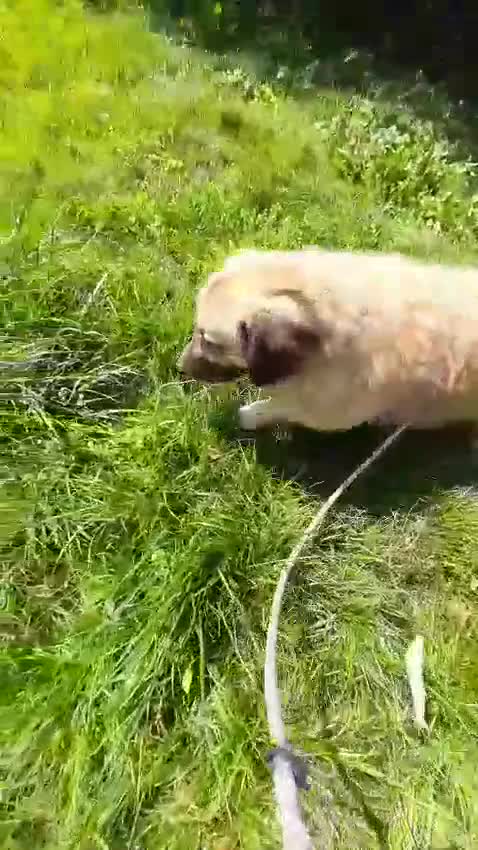 Meticcio cani in regalo: Una famiglia per Ciaky, cagnolino buonissimo a Provincia di Savona - Video 3