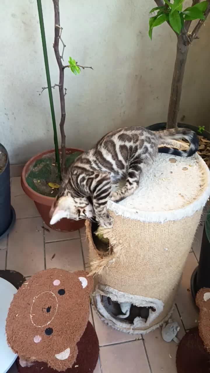 Bengala gatti in vendita: laun splendore cucciola Bengala 🥰  - Video 2