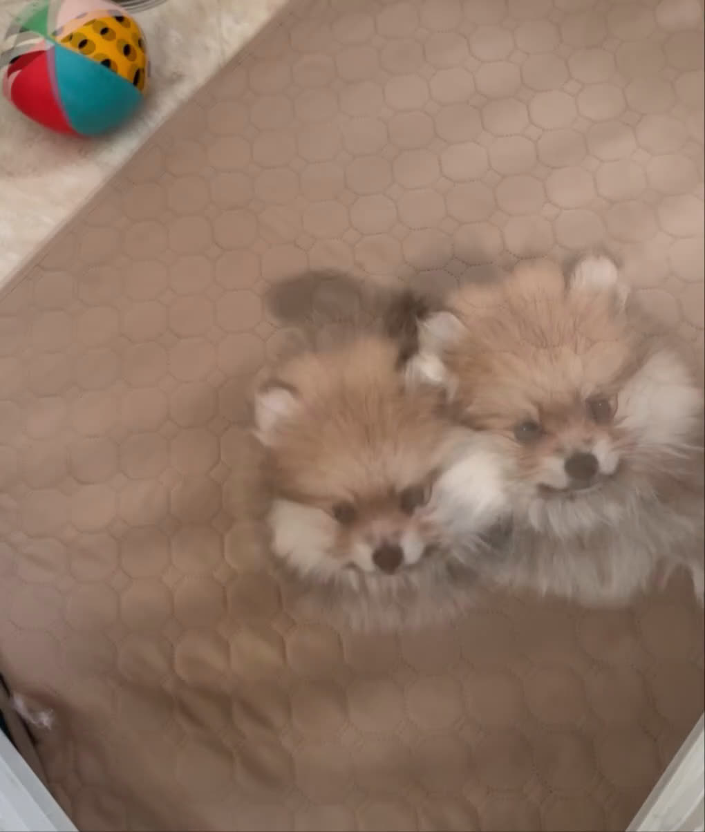 Volpino Pomerania cani in vendita: Spitz nano taglia mignon consegna a domicilio - Video 2