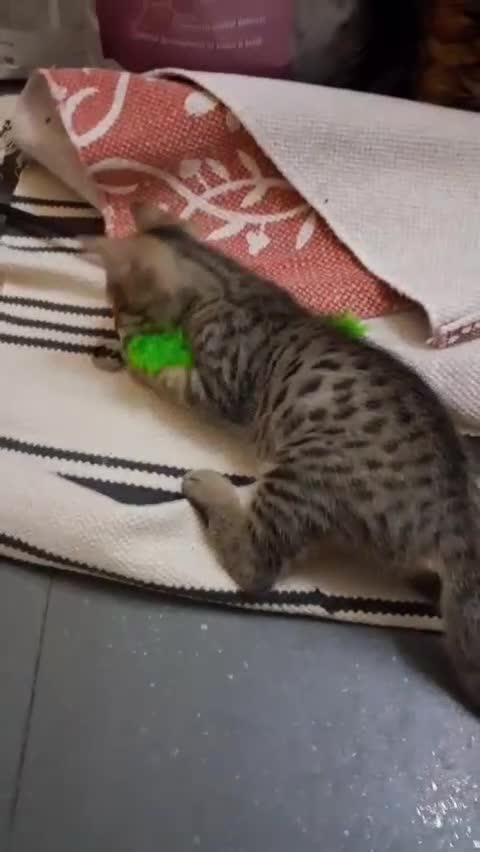 Meticcio gatti in regalo: Giulius il bello - Video 1