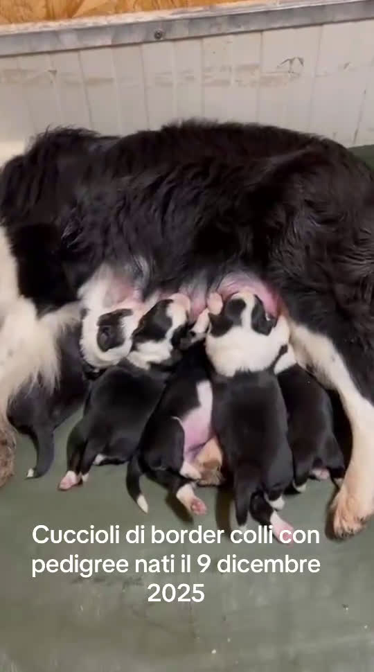 Border Collie cani in vendita: Border collie  - Video 1