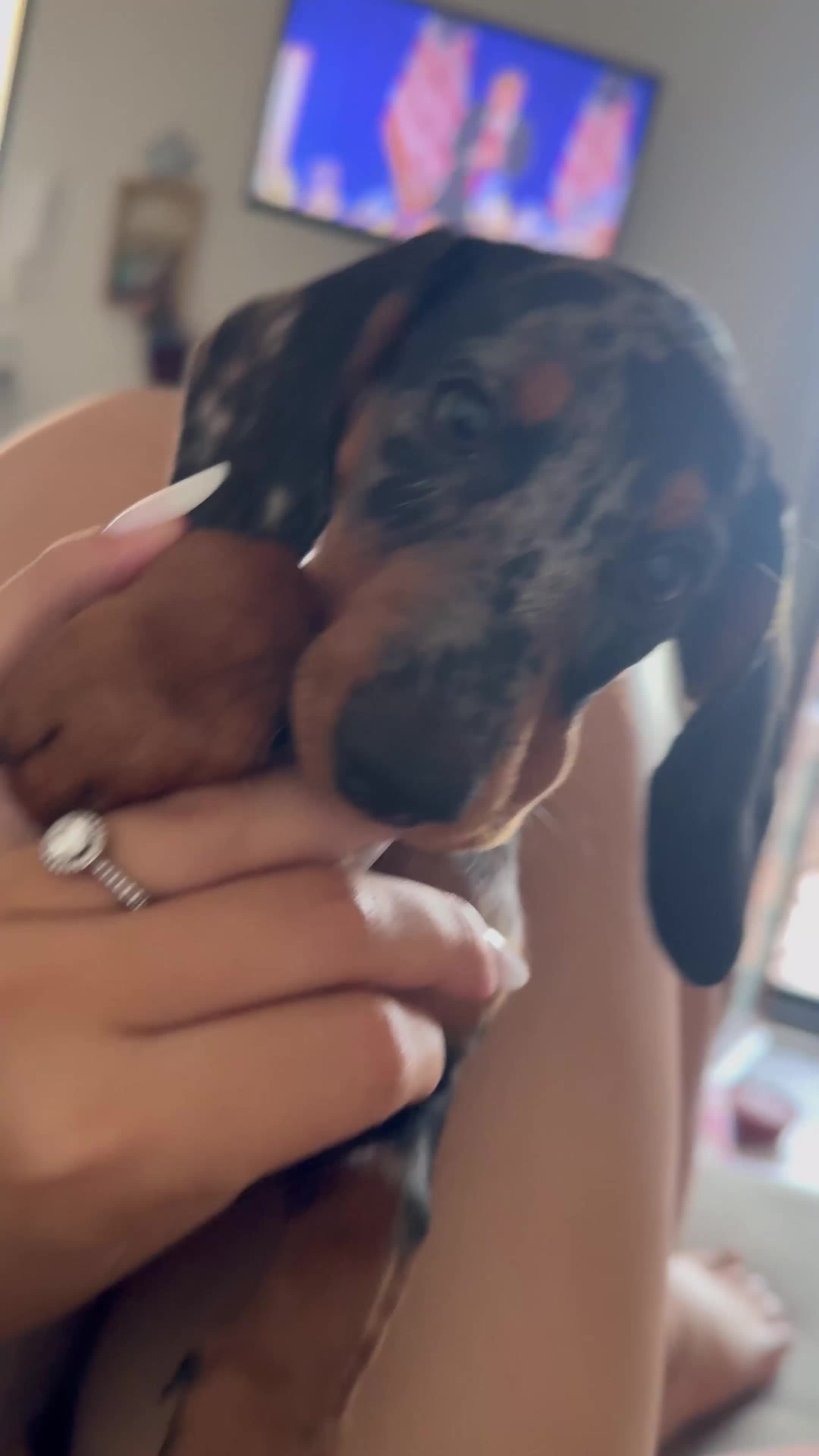 Bassotto cani in vendita: Vendo Bassotta Arlecchina Silver Femmina - Video 2