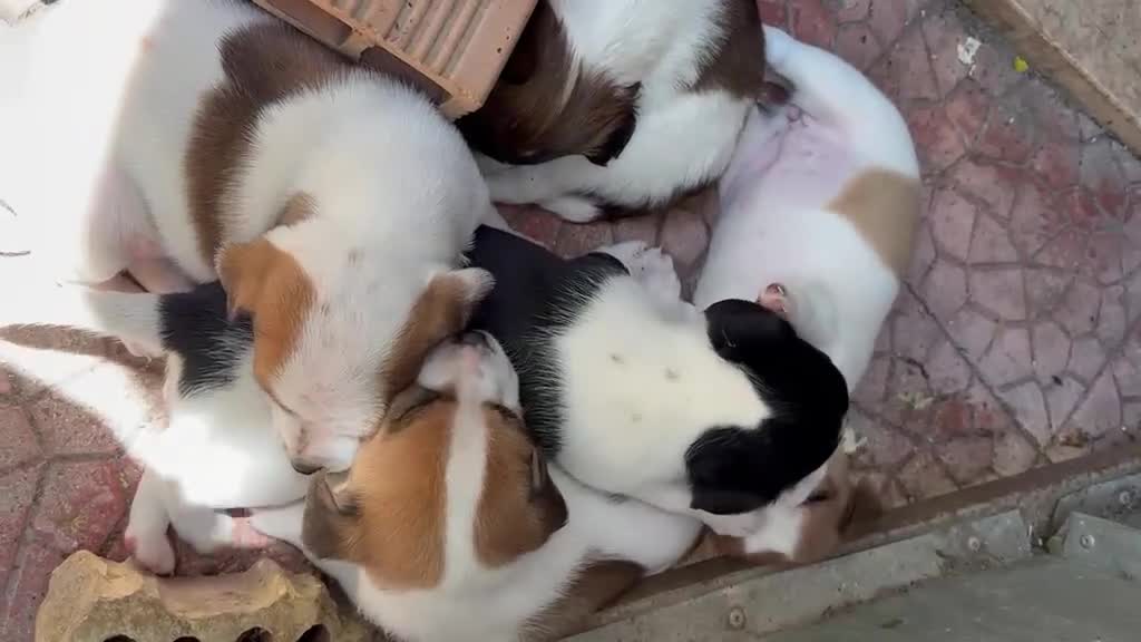 Meticcio cani in vendita: Cuccioli di jack russell  - Video 2