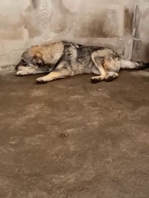 Meticcio cani in regalo: FLAVIA una timidina tg mediopicc. - Video 1