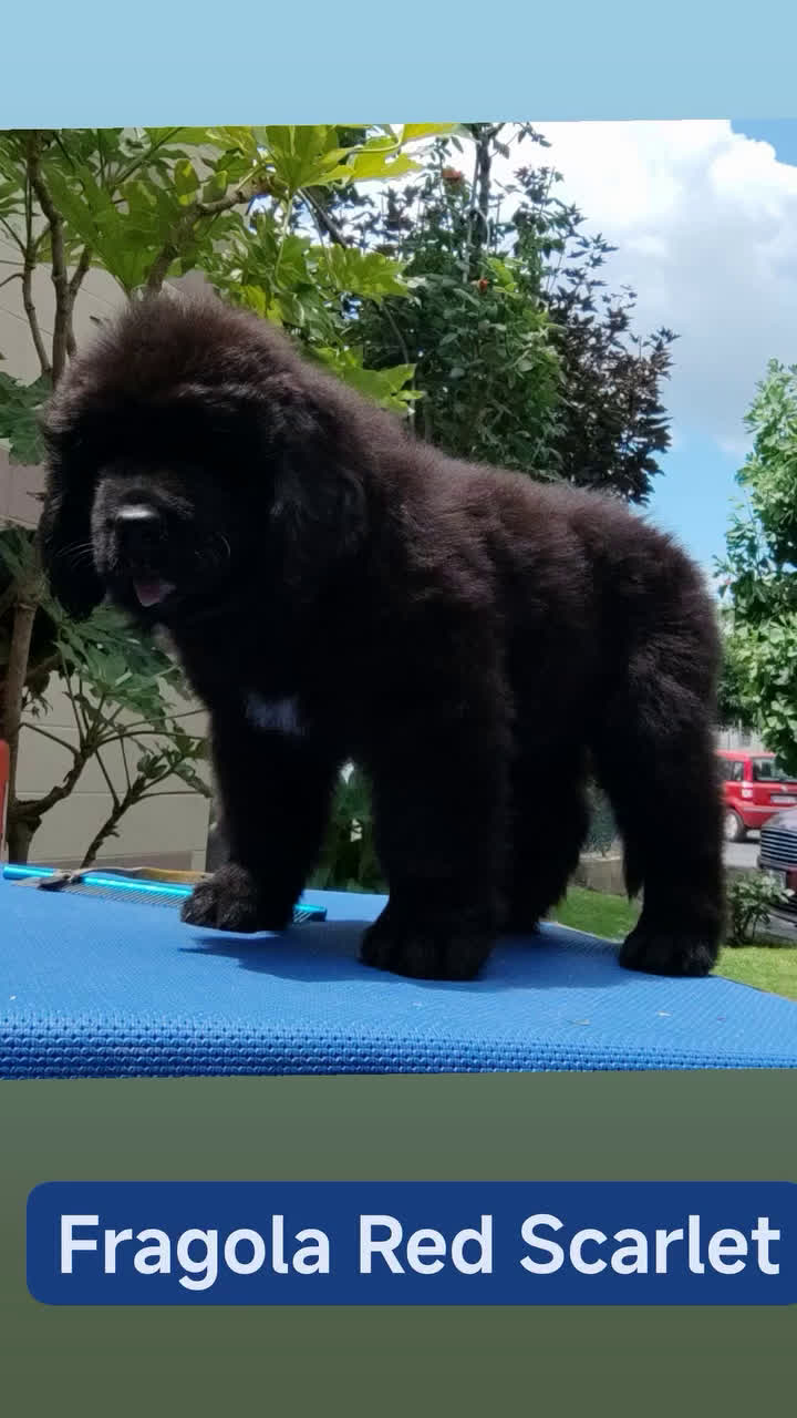 Terranova cani in vendita: Cucciola di terranova alta genealogia a Città metropolitana di Roma Capitale - Video 3
