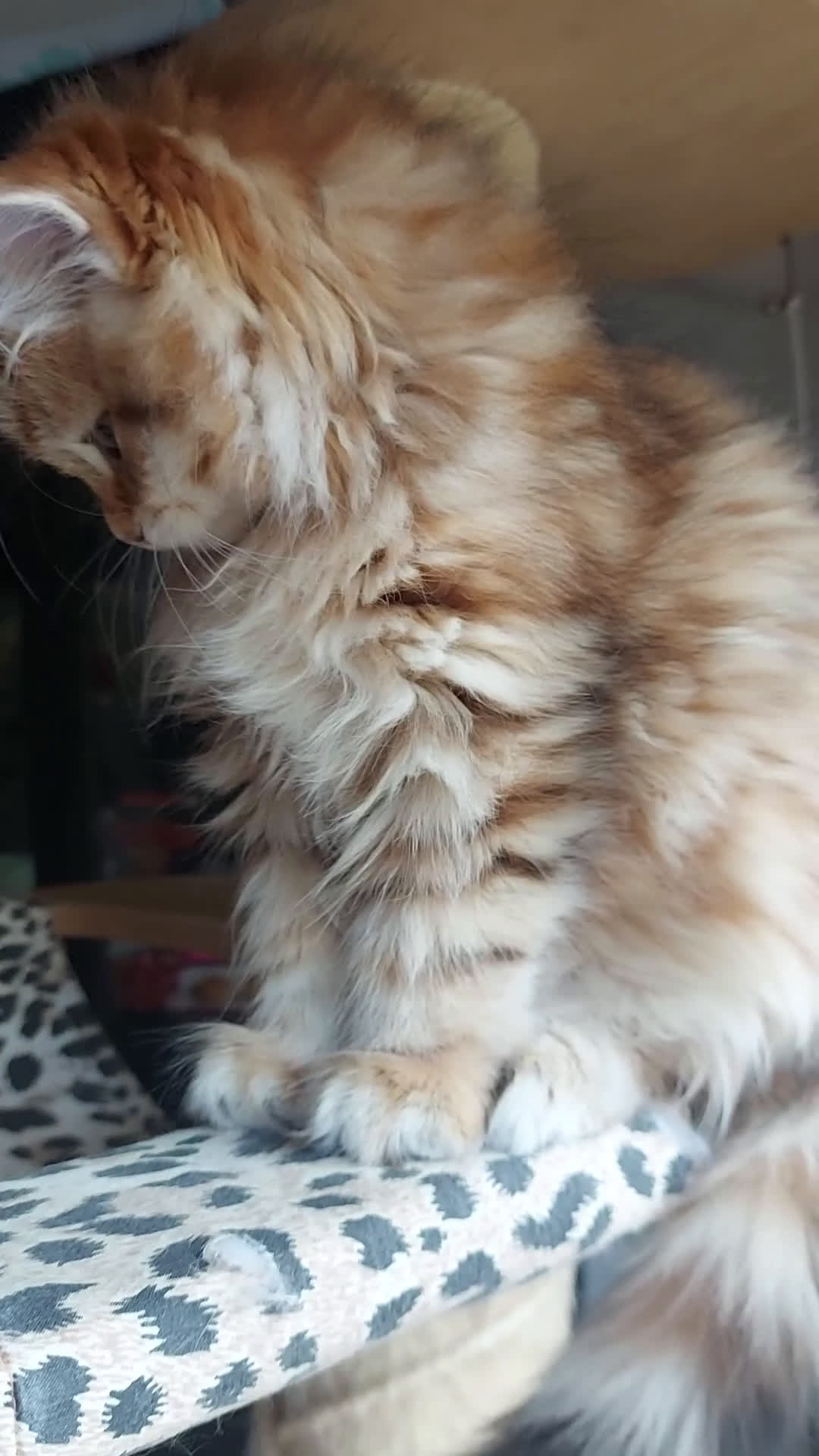 Siberiano gatti in vendita: Cuccioli di gatto Siberiano Certificati  - Video 1