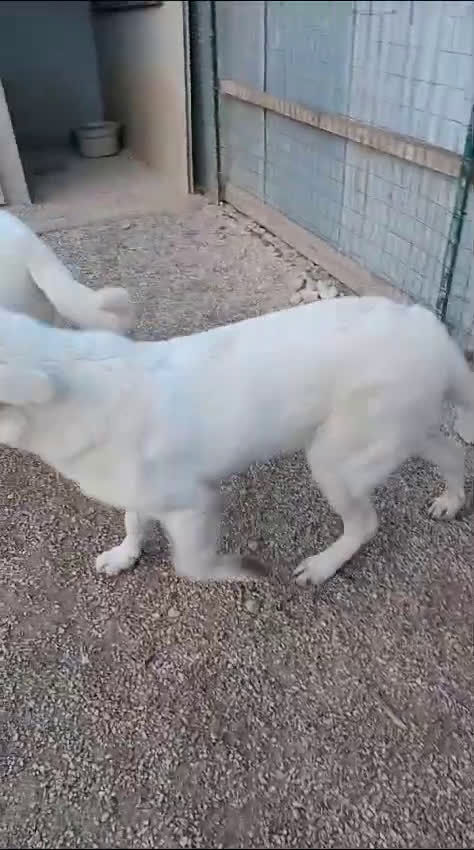 Meticcio cani in regalo: IL DOLCISSIMO E BELLISSIMO DEMYR a Città metropolitana di Roma Capitale - Video 1