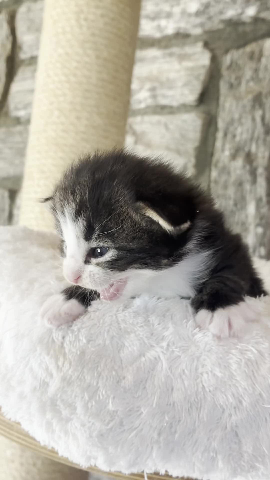 Norvegese gatti in vendita: cucciolo norvegese delle foreste - Video 1