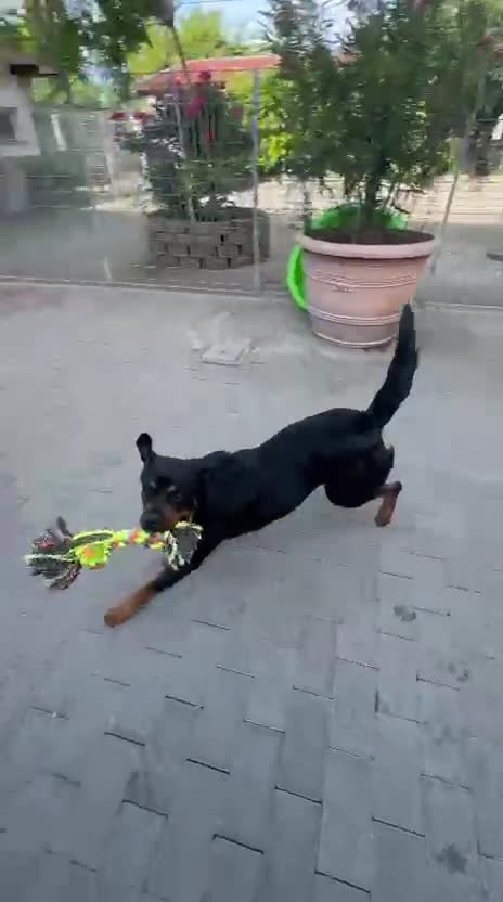 Rottweiler cani in regalo: LUNA ROTTWEILER - Video 1