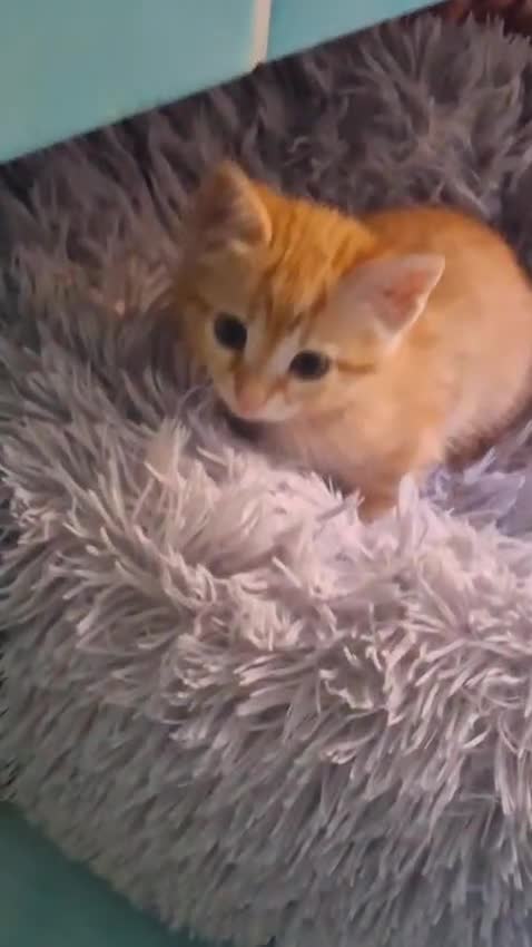 Europeo gatti in regalo: MILLY E MOLLY PICCOLE GATTINE a Città metropolitana di Milano - Video 1