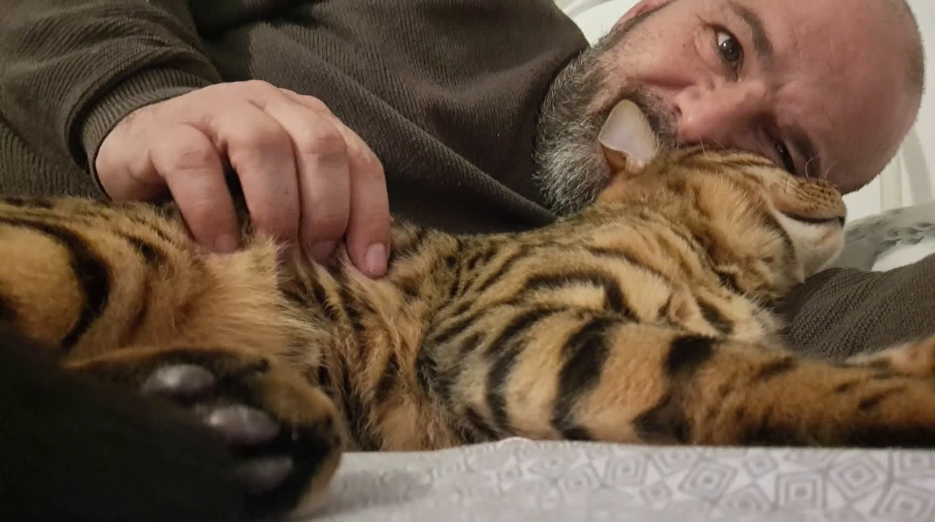 Bengala gatti in vendita: Bengala cucciolo maschio  - Video 2