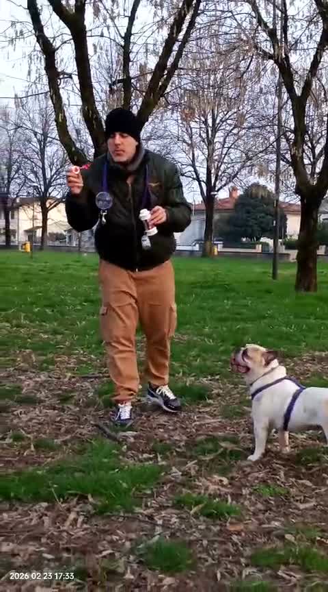 Bulldog Francese cani per accoppiamento: Cercasi fidanzata per splendido Bulldog francese  a Provincia di Mantova - Video 1