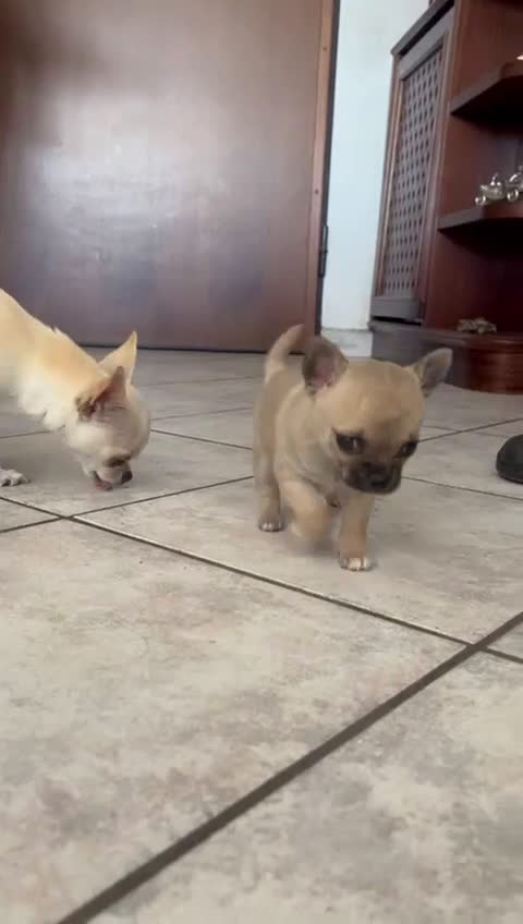 Chihuahua cani in vendita: Chihuahua - Video 1