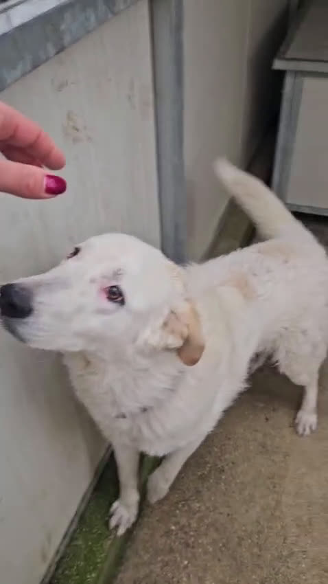 Meticcio cani in regalo: Ugo: cucciolone buonissimo con tutti  - Video 1