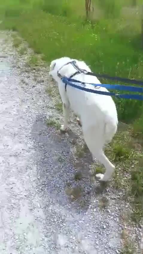 Meticcio cani in regalo: GENNA CERCA CASA - Video 2