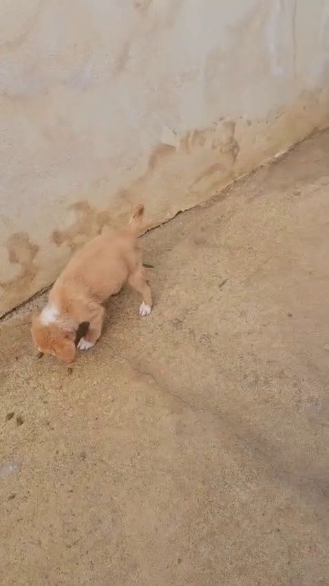 Meticcio cani in regalo: Lupo: cucciolotto taglia piccola socievole  a Città Metropolitana di Genova - Video 1