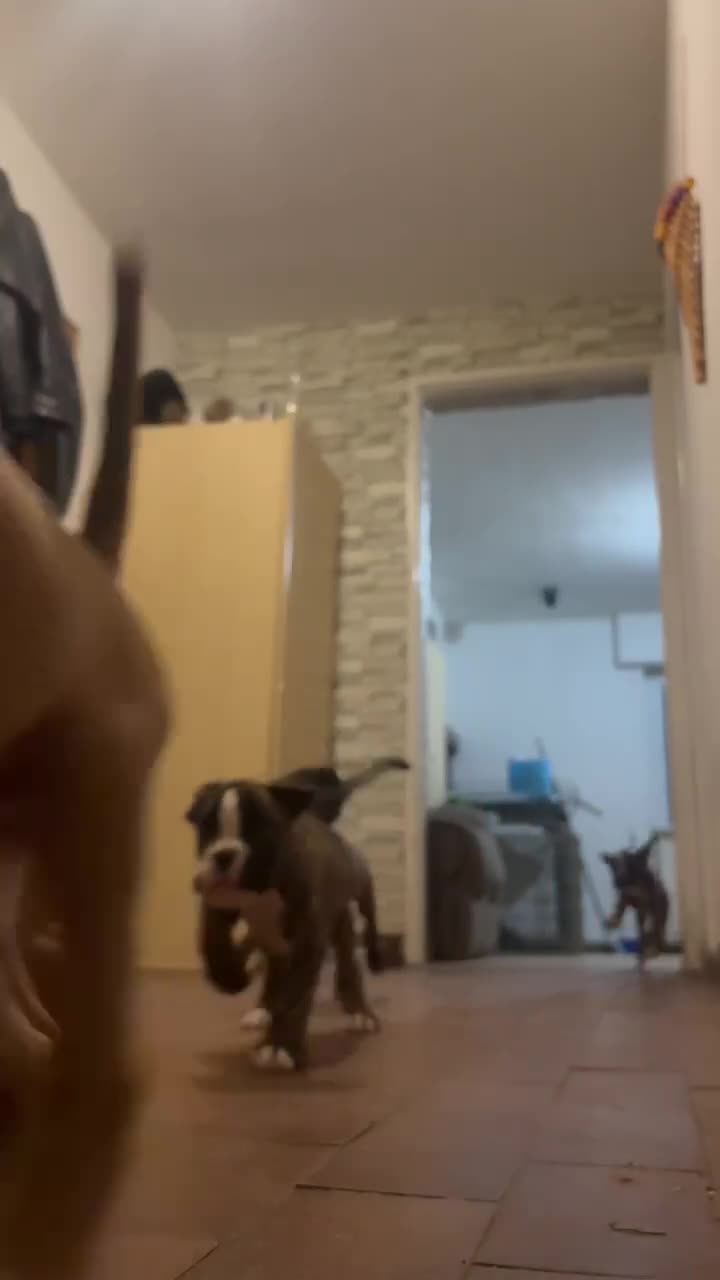 Boxer cani in vendita: Cuccioli di boxer - Video 1