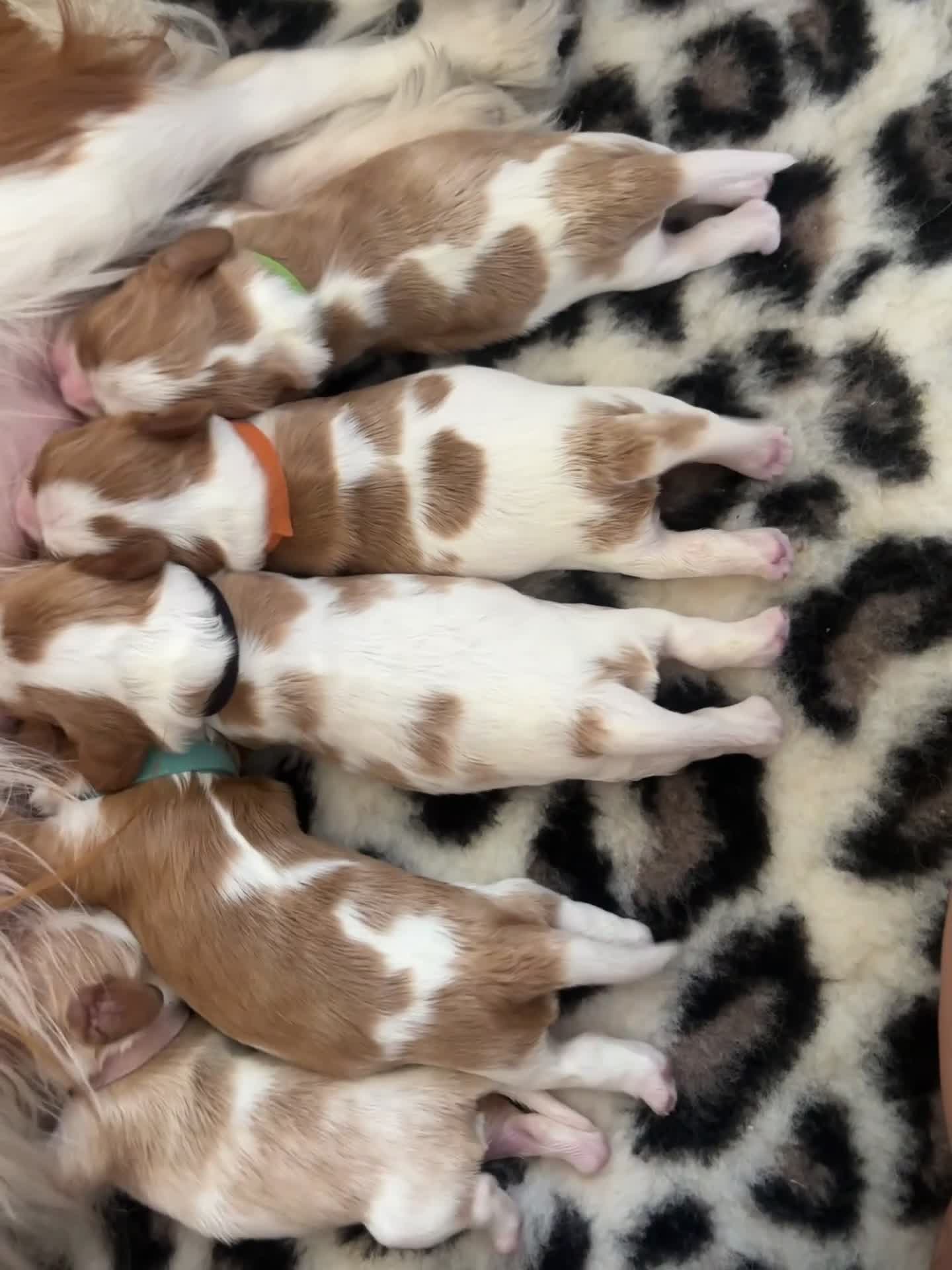 Cavalier King cani in vendita: Cavalier King cercano casa - Video 1