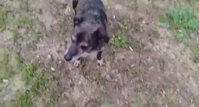 Meticcio cani in regalo: Teo: ipovedente dolcissimo taglia contenuta  - Video 1