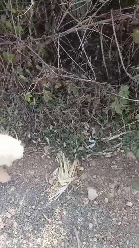 Maltese cani in regalo: Splendido maltese - DIEGO - Video 1